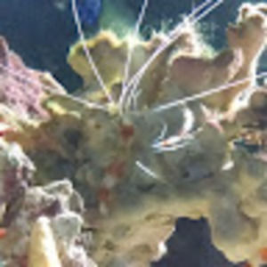 Meet your Posher, Bing